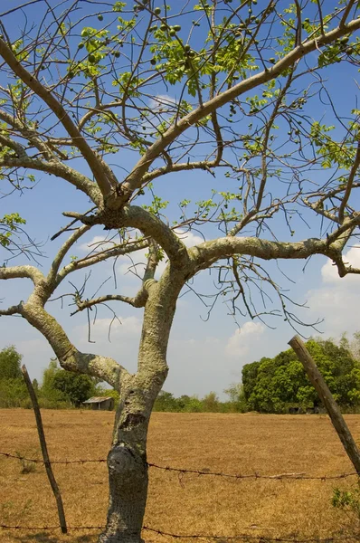 Фруктовое дерево — стоковое фото