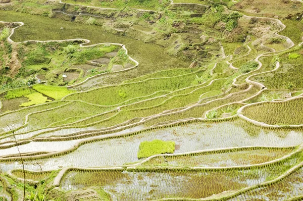 Terrazas de arroz Banaue — Foto de Stock