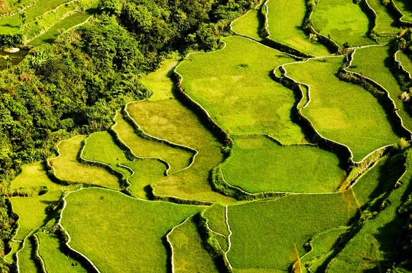 Рисові тераси — стокове фото
