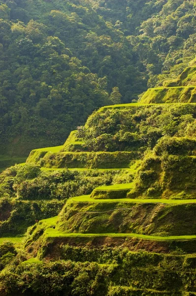 Hapao pirinç terasları — Stok fotoğraf