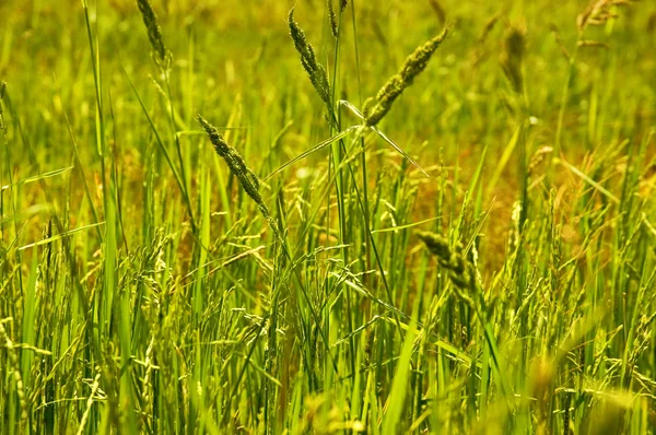 Сорняк на Ricefield — стоковое фото