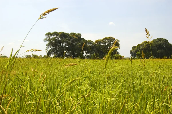 Erva daninha em Ricefield — Fotografia de Stock