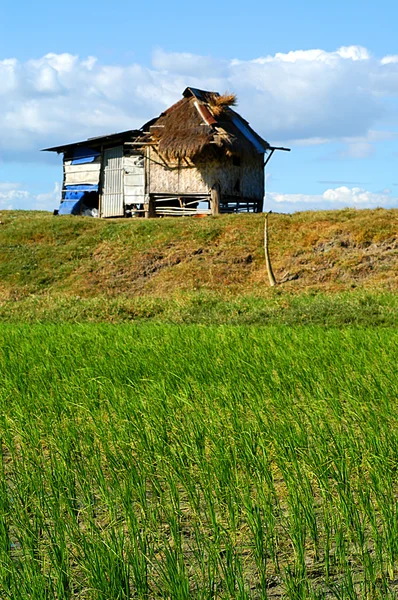 Nipa-Hütte — Stockfoto