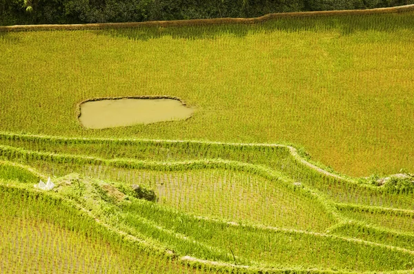 Rice Paddies — Stock Photo, Image