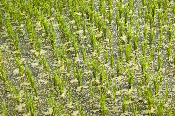 Hántolatlan rizs — Stock Fotó