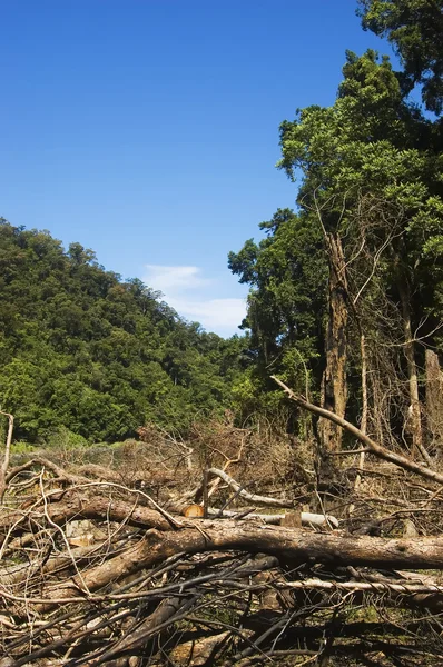 Erdők elpusztítása Stock Fotó