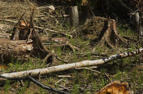 Erdők elpusztítása Jogdíjmentes Stock Fotók