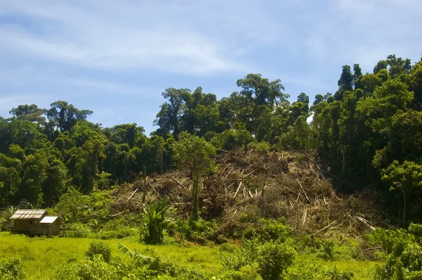 Erdők elpusztítása Jogdíjmentes Stock Képek
