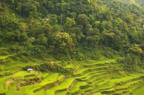 Rýžové terasy filipínských Kordiller Stock Fotografie