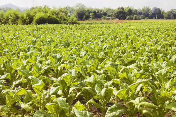 Plantación de tabaco —  Fotos de Stock