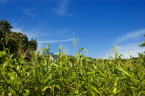 Кукурудза плантації — стокове фото