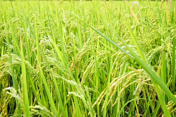 Рисовые стебли — стоковое фото