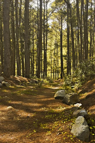 Stock image Dirt Road