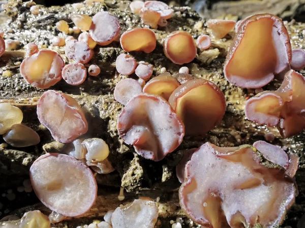 Wood Ear Mushrooms — Stock Photo, Image