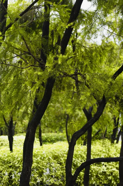 Árvores e arbustos — Fotografia de Stock