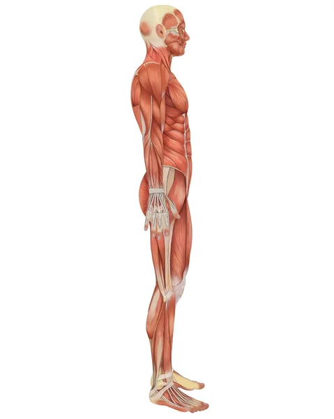 Ecorshe | Anatomy of man muscular system - anterior view - ecorche