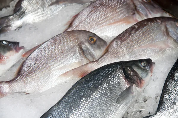 Peixe no mercado — Fotografia de Stock