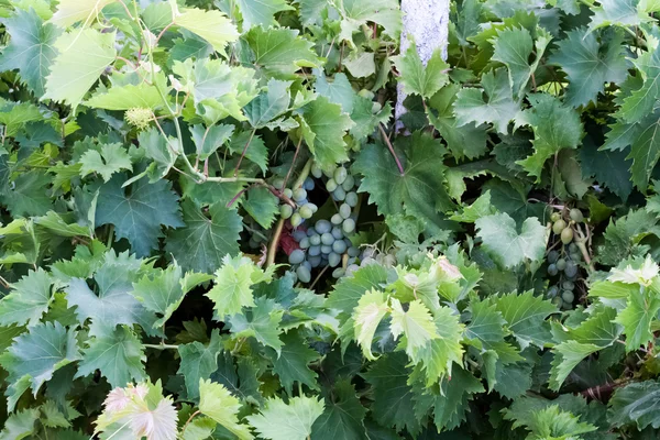 stock image Leaf of grapes