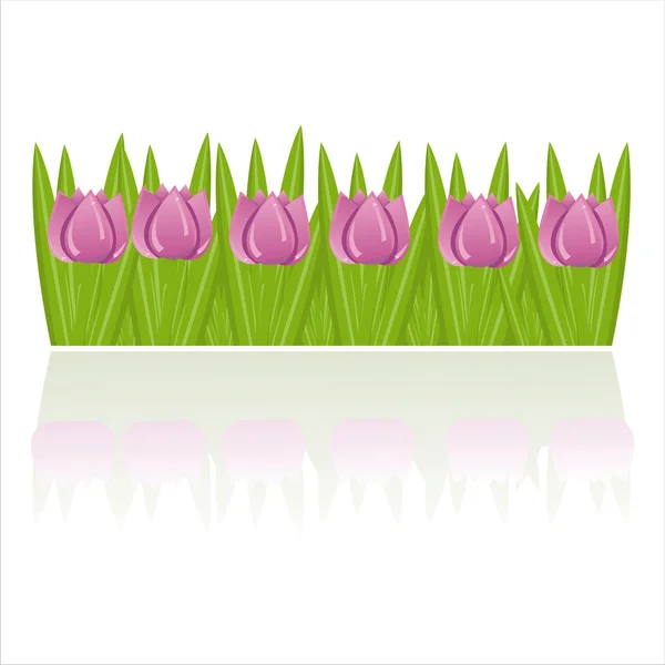Tulips isolated on white — Stock Vector