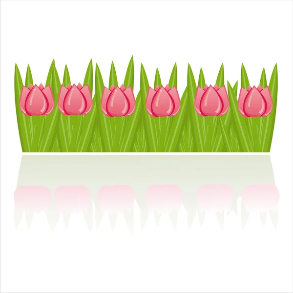 Tulips isolated on white — Stock Vector