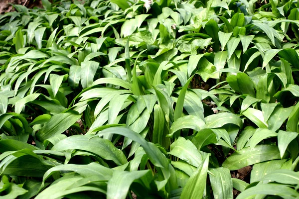 stock image Wild garlic