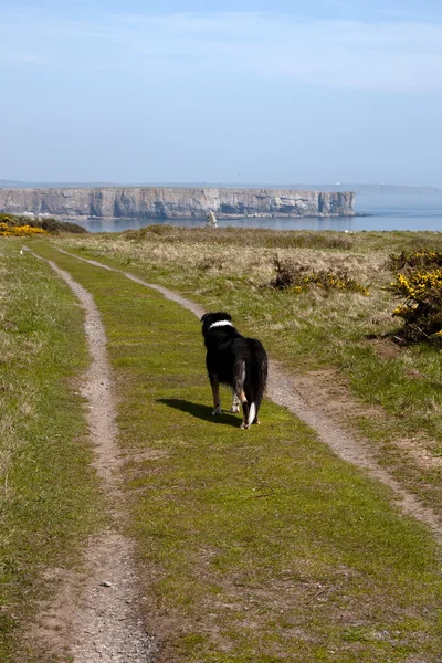 En hund går kuststigen — Stockfoto