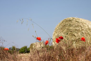 A bail of hay and poppies clipart
