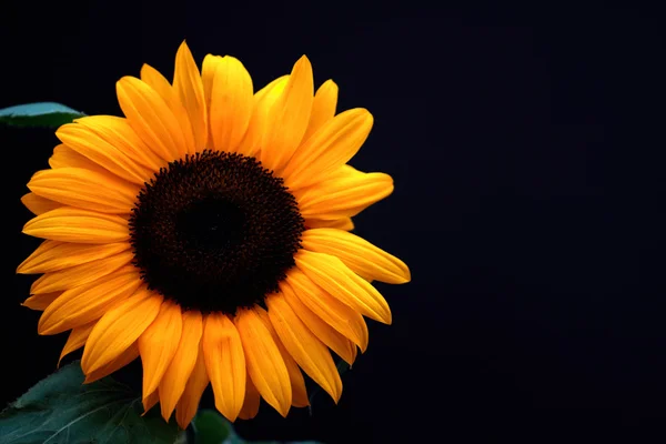 Flor solar —  Fotos de Stock