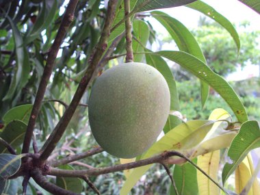 bir mango ağacının olgunlaştı mango