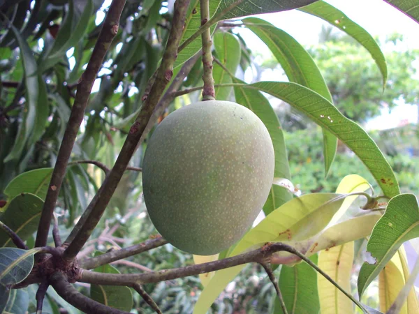 Mango madurado en un árbol de mango Imágenes de stock libres de derechos