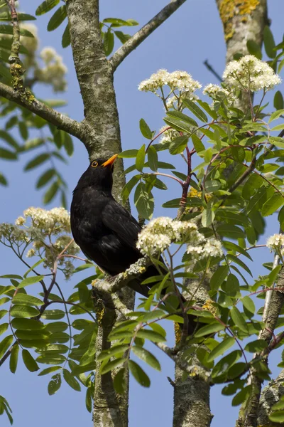 stock image Blackbird on a branch