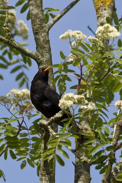 나뭇가지에 앉아 있는 검은 새 로열티 프리 스톡 사진