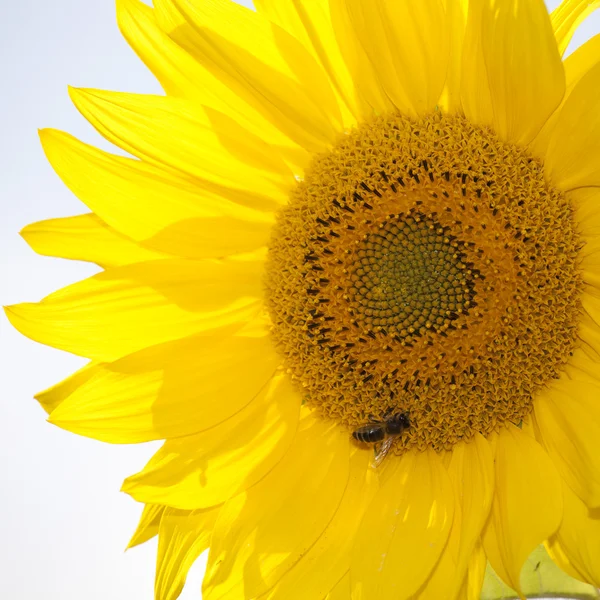 stock image Sunflower-3