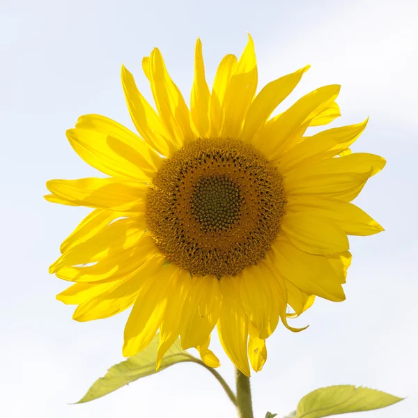 Sunflower-1 Stock Photo