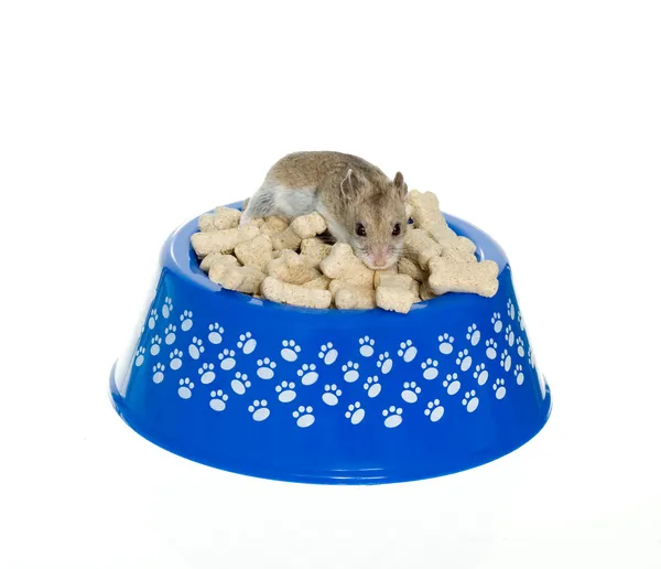 Hamster em cima de ossos de leite na tigela do cão — Fotografia de Stock