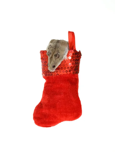Χάμστερ που βγαίνει από μια γυναικεία κάλτσα Χριστουγέννων κρεμώντας — Φωτογραφία Αρχείου
