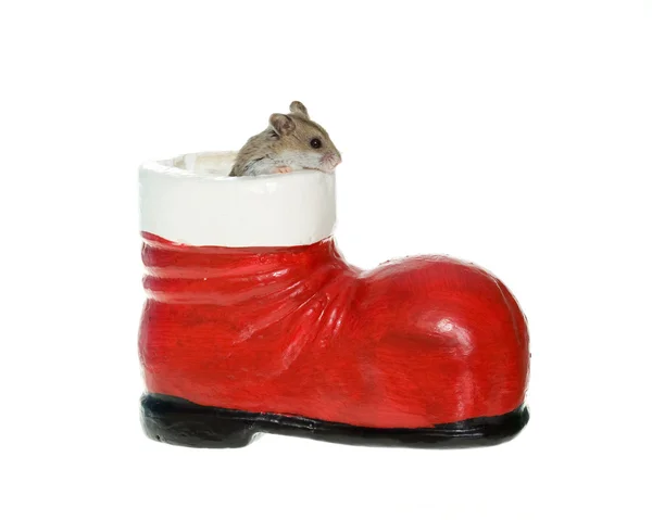 Hamster coming out of a Santa Boot Decoration — Stock Photo, Image