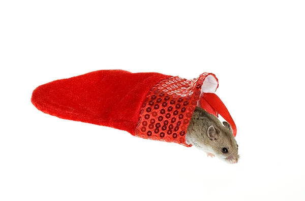 Hamster saindo de uma meia de Natal no chão — Fotografia de Stock