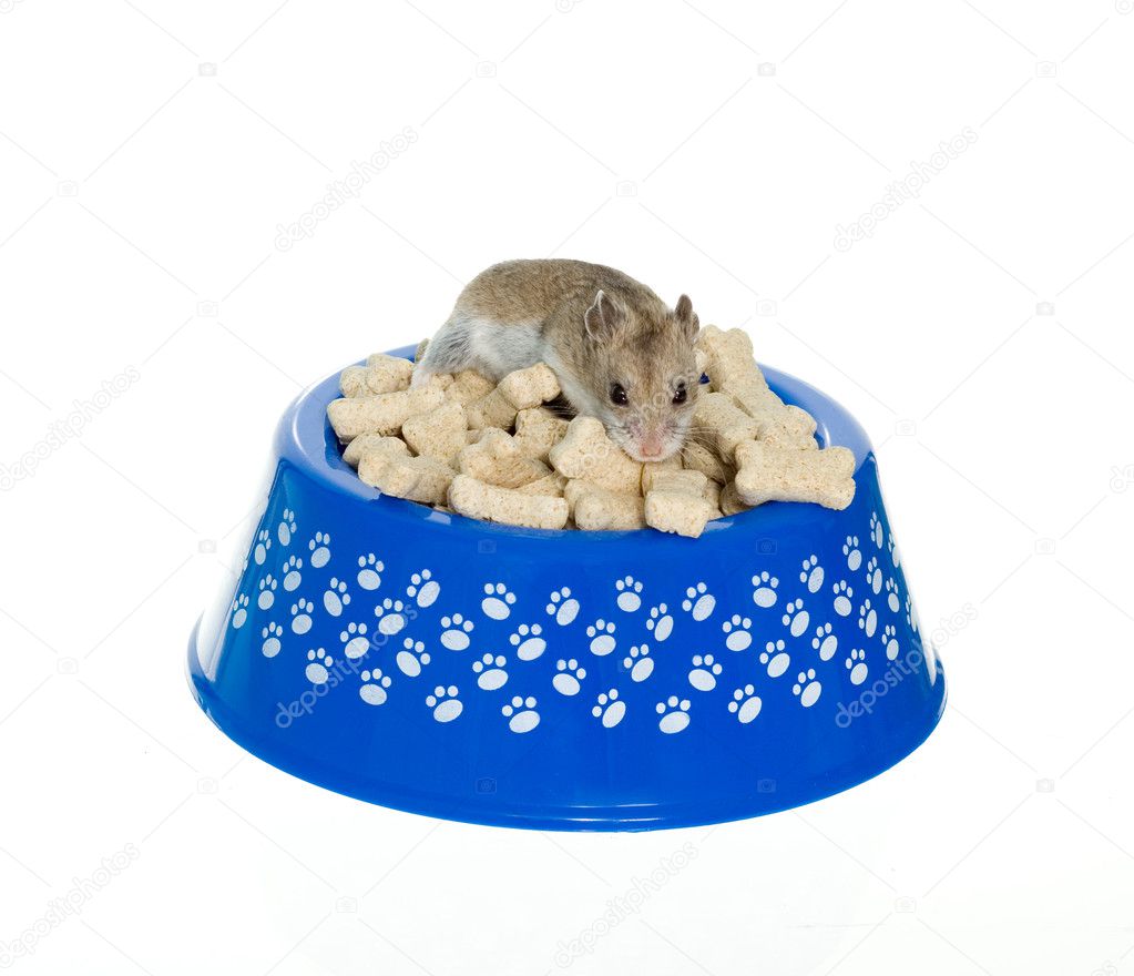 Hamster on top of milk bones in dog bowl