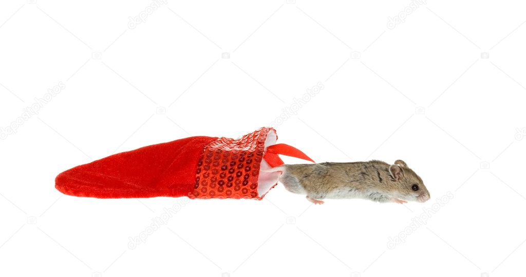 Hamster Coming out of a Christmas Stocking on Ground