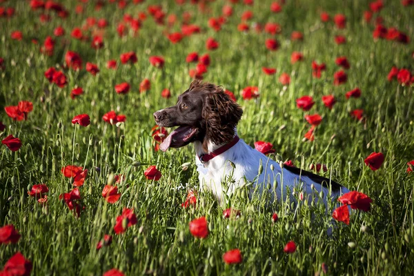 Dog and poppy field — Stock Photo, Image