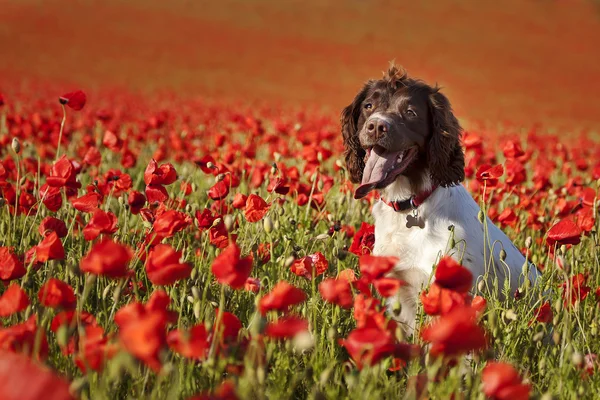 Dog on poppy fields — Stock Photo, Image