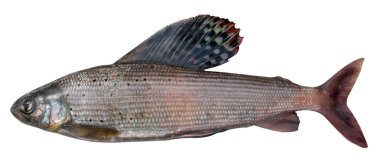 Grayling (Thymallus arcticus pallasi ) clipart