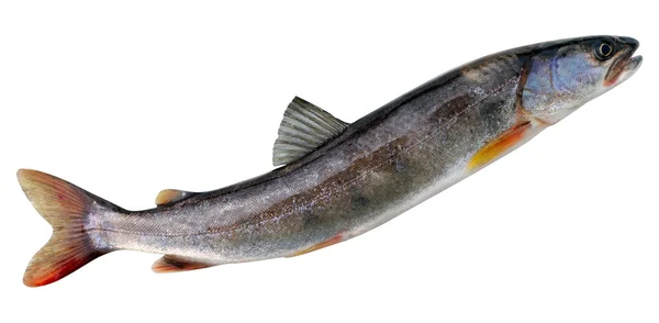 哲罗鱼鱼。年龄实例-2 年 — 图库照片