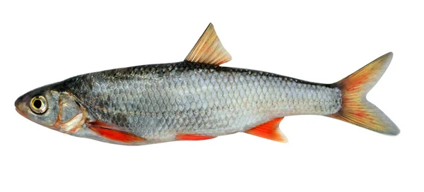 デイス。シベリアの亜種 (魚類魚類出芽) — ストック写真