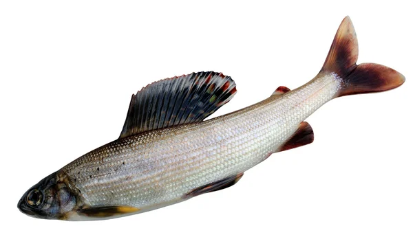 Grayling. thymallus arcticus pallasi - Doğu Sibirya Gölge balığı — Stok fotoğraf