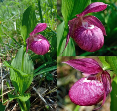 Büyük çiçekli Cypripedium (Cypripedium macranthos)