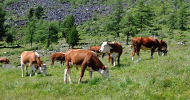 Cattle grazing on a high clipart