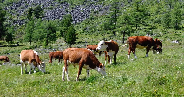 stock image Cattle grazing on a high