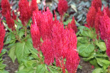 Cockscomb (Celosia cristina) clipart